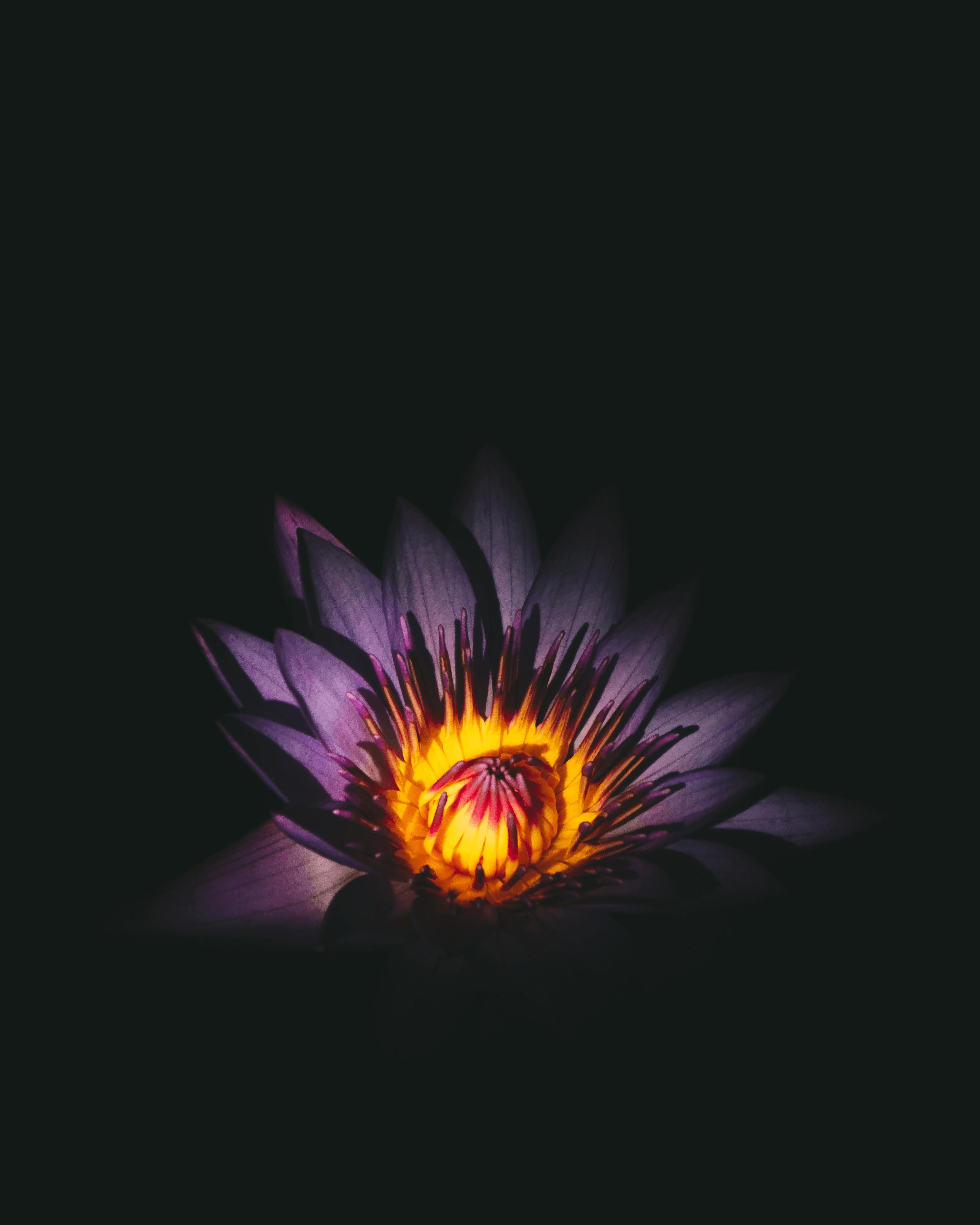 Foto de una flor hecha con cámara de móvil.