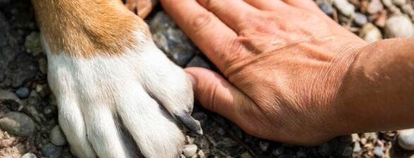 Fotografía de huellas en la naturaleza: animales y humanos