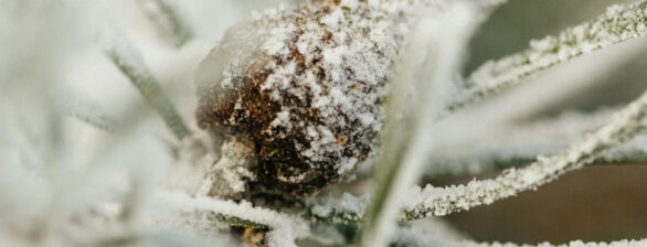 Fotografía de invierno: retos y trucos para condiciones frías